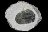 Scabriscutellum Trilobite Fossil - Tiny Eye Facets #94756-2